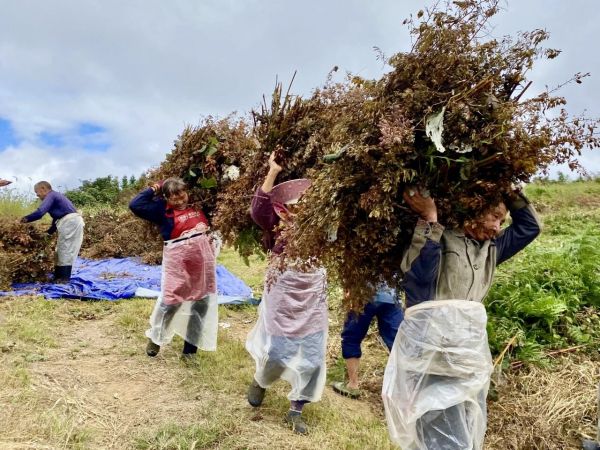 博落回压枝迎丰收 农户增收笑开颜