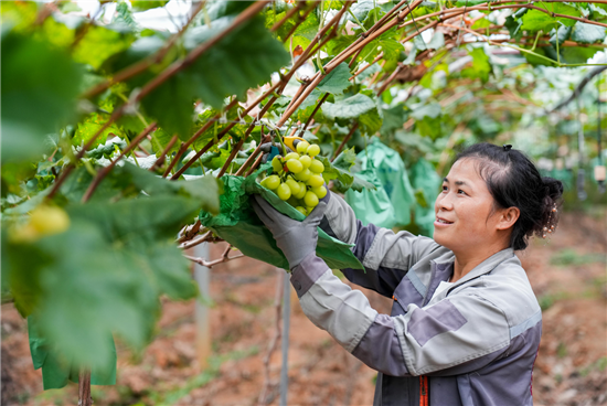 组图 | 万山葡萄喜丰收