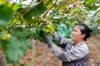 万山葡萄喜丰收