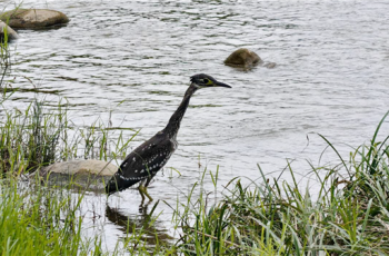印江首現國家一級保護動物海南虎斑鳽