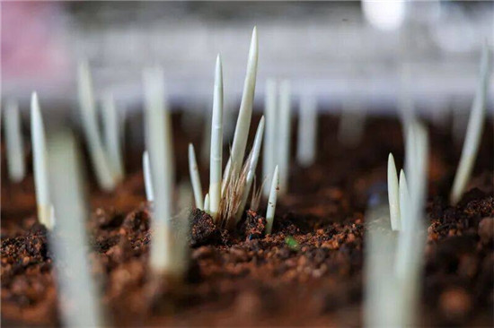 玉屏藏红花长势良好