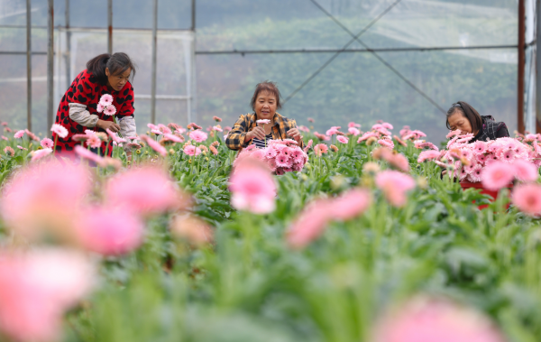 玉屏：非洲菊绽放“美丽经济”