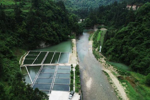 江口官和:一池绿水 激活山村“渔”经济