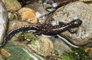 首次被記錄！梵凈山又發(fā)現(xiàn)一國(guó)家二級(jí)保護(hù)兩棲動(dòng)物