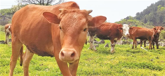 產(chǎn)值超10億元！思南，很牛！