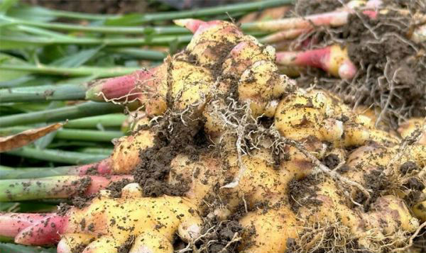 大丰收! 万山鱼塘乡140余亩生姜上市