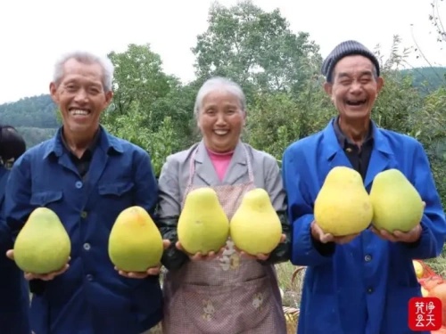 德江潮砥香柚熟了