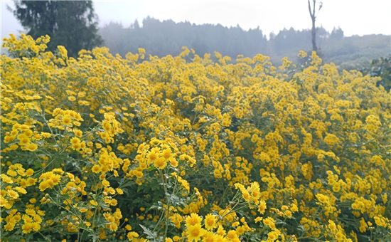 微信圖片_2025-11-04_125532_944