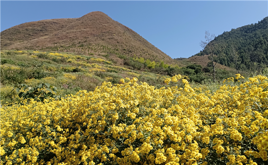 畝產(chǎn)4000余斤！印江小澤村野菊花迎豐收“春天”