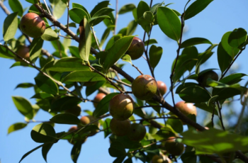 1.3万亩，足足1400吨“金果果”！