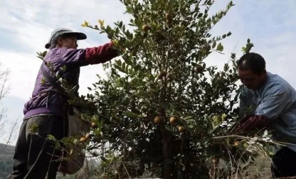 护绿又增收!大龙油茶串起全产业链