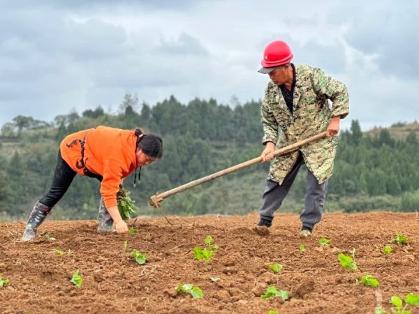 万山大坪乡：冬种油菜劳作忙