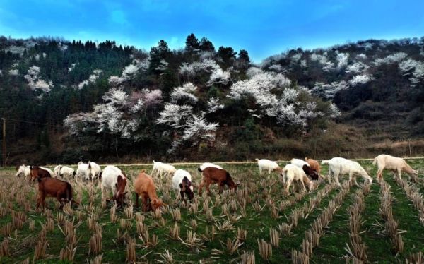 錨定全會(huì)坐標(biāo) 繪發(fā)展新圖景——黨的二十屆四中全會(huì)精神在銅仁各鄉(xiāng)鎮(zhèn)引發(fā)熱烈反響