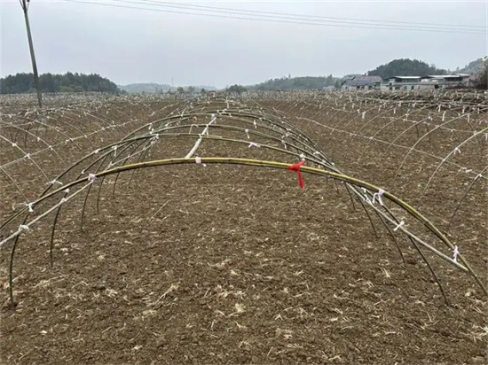 玉屏350余亩羊肚菌种植棚架搭建忙