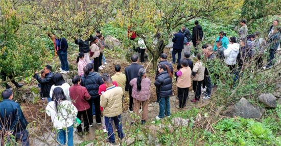 沿河:开展空心李种植培训