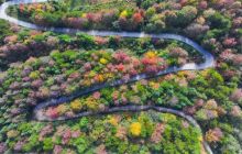 印江：万亩枫林红绘就初冬绚烂生态画卷