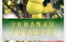 万山：金秋柚香飘满园  万亩香柚迎丰收