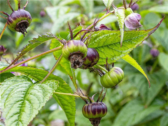 万山:千亩红果参丰收在即!