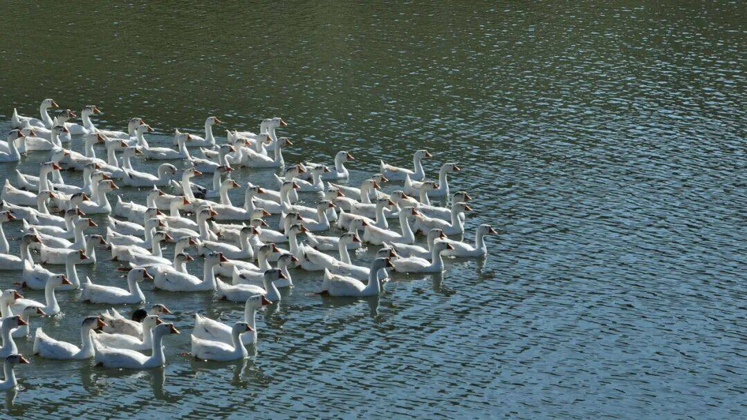 松桃正大:万株油茶竞芳妍,初冬山野绘银卷