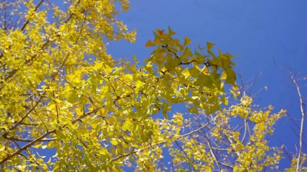 微信图片_2025-11-14_194739_935