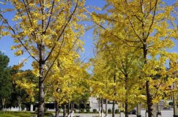 初冬銀杏，時光里的金色情書