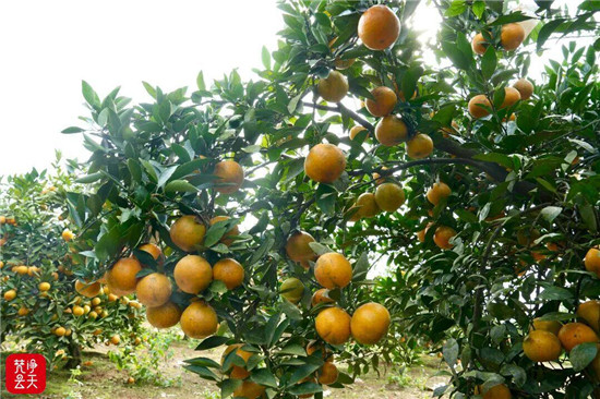 上市啦!大龙清水塘村18亩橘子熟了