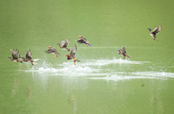 加强栖息地保护！印江迎来首批越冬鸟集结