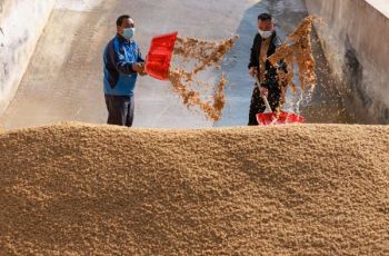 玉屏：羊肚菌包生产忙