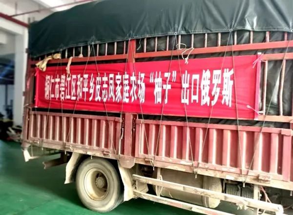 碧江區(qū)一家庭農(nóng)場的柚子連續(xù)四年銷往俄羅斯