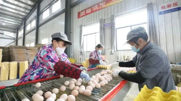 江口：小雞蛋撐起“大產(chǎn)業(yè)”