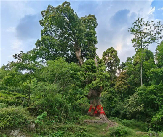 楠杆乡的“亚洲楠木王”：一棵2000年神树的传奇