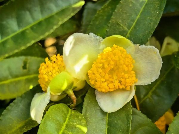 微信图片_2025-11-20_152912_589