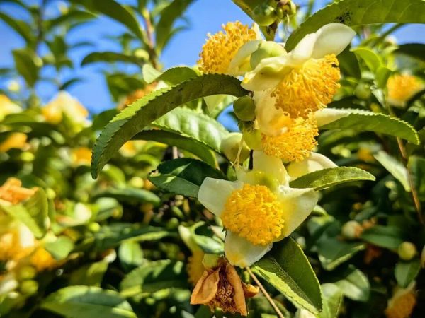 思南茶花盛开引蜂来