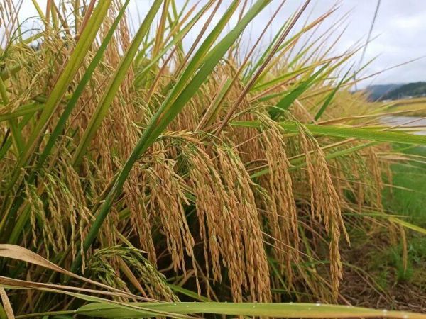 微信圖片_2025-11-20_202826_346