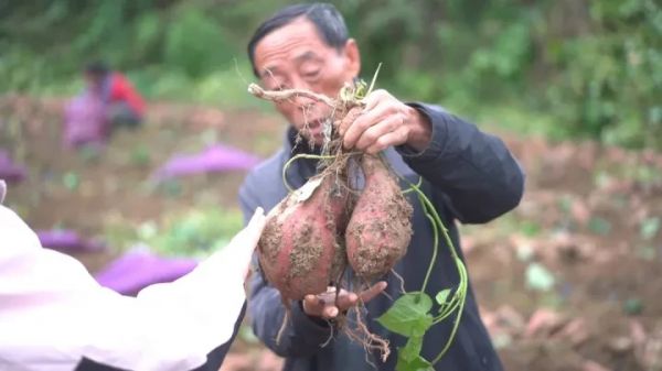 红薯变身“金疙瘩” 思南“陈薯1号”测产实现新突破