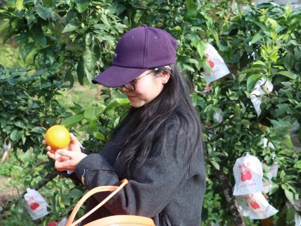 圈粉無數(shù)！這款“混血”橙上市啦~