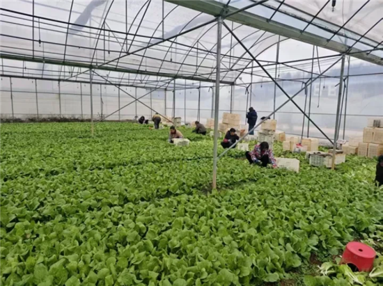 日销量达万公斤！万山小白菜“鲜”销省外