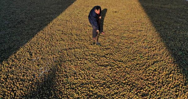 从一滴油到一条链 玉屏油茶产业带动7.8万农民人均增收千元