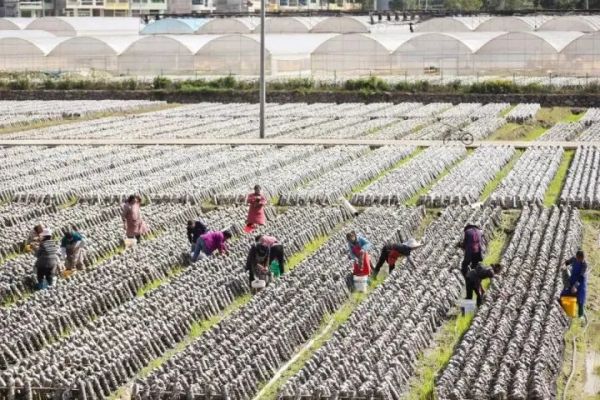 產(chǎn)量10萬余噸，產(chǎn)值超10億！3.8萬人受益！