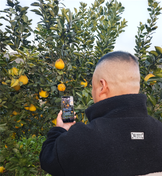 田埂变身直播间！电商赋能让铜仁“山货”俏销全国