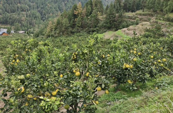 微信图片_2025-11-29_203717_363