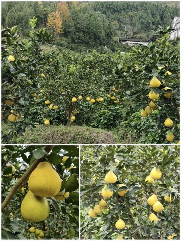 微信图片_2025-11-29_203738_813