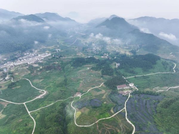 莞铜协作“茶”路相逢 梵净山下秋茶香漫富民路