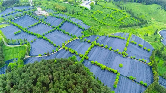 梵净山下丰收曲 ——农业现代化绘就铜仁振兴新图景