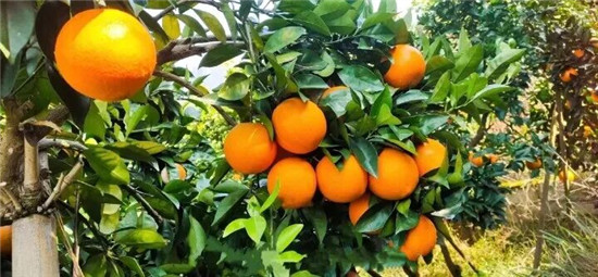 德江潮砥镇：“小脐橙” 绘就乡村振兴“大画卷”