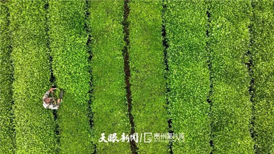 梵净抹茶：从“产销冠军”迈向“行业领军” 