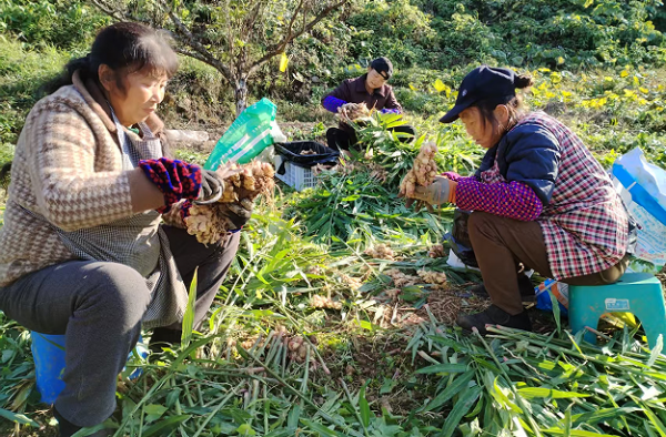 沿河黄金村:林下套种生姜获丰收