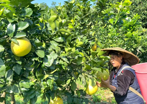 松桃青山村：深耕特色产业 赋能乡村振兴