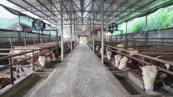 松桃：机制创新推动肉牛产业强链增效