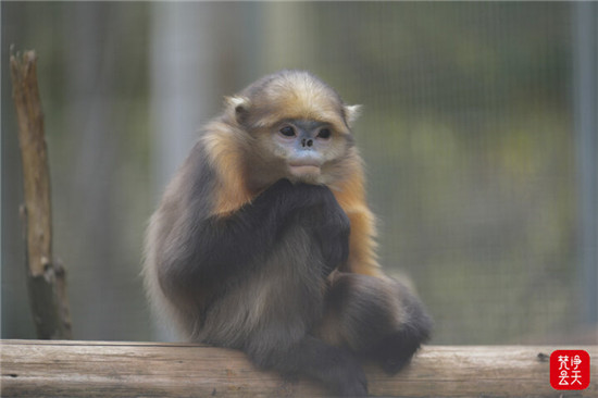 梵凈山282平方公里核心區(qū)：科技賦能守護(hù)黔金絲猴